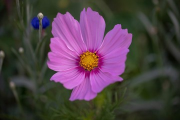 Obraz premium Flower