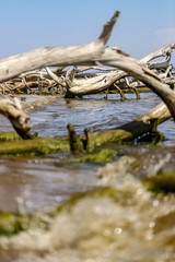 Sea shore with debris