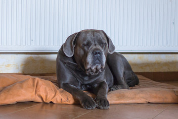 Dog breed Cane Corso on guard at home