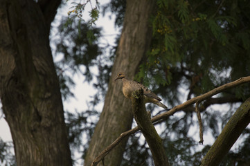 Mourning Dove perched on dead branches in western Iowa tree.