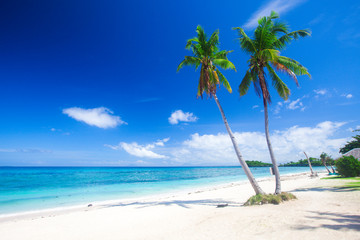 beach and coconut plm tree