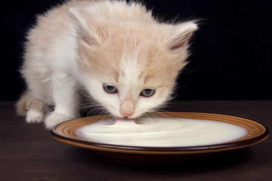 the kitten drinks milk from a plate  on a dark wooden background