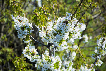 Blooming tree Spring - obrazy, fototapety, plakaty