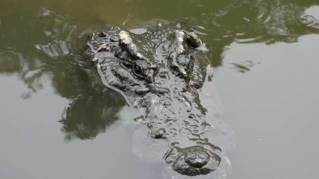 Crocodiles sleeping and resting and swimming in pool for show travelers people visit looking in the park at Nakhon Pathom, Thailand