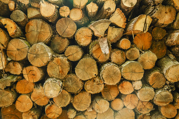 Trees cut section for background texture close up