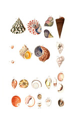 Illustration of shell