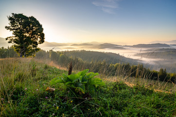 Obraz premium Ukrainian fairy tale