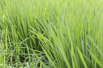 Green rice field
