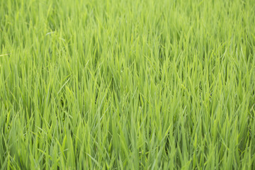 Green rice field