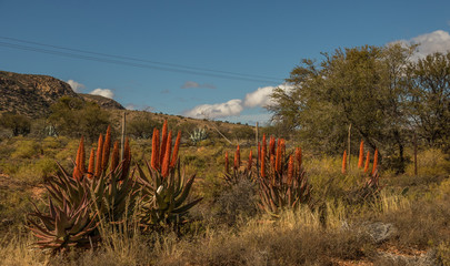 Karoo winter landscape with aloes in the Willowmore district in South Africa