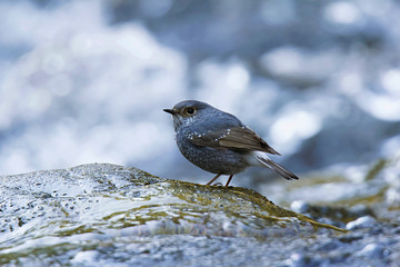 Plumbeous water redstart, Phoenicurus fuliginosus, Corbett Tiger Reserve, Uttarakhand, India