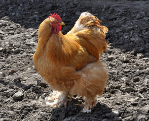 Breed red plumage cock