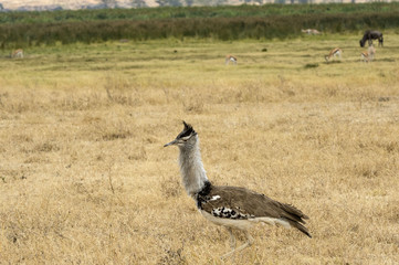 Single Kori bustard, (Ardeotis kori), walking to left, with ruffled neck feathers, in dry savannah,...