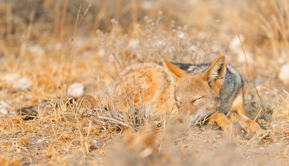 Black backed jackal (Canis mesomelas) in the morning sun, Kalahari