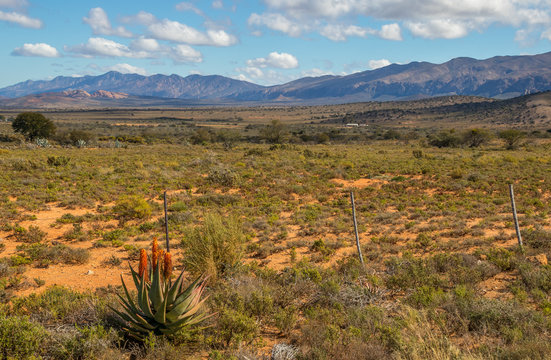 Karoo winter landscape with aloes in the Willowmore district in South Africa