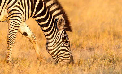 Obraz premium Plains zebra (Equus quagga) in the grassy nature, evening sun