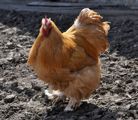 Breed red plumage cock