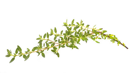 thyme in studio