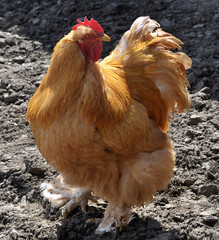 Breed red plumage cock