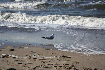 Eine Lachmöwe die am Ostseestrand am Wasser steht