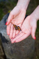 Butterfly in beautiful female hands with red manicure.