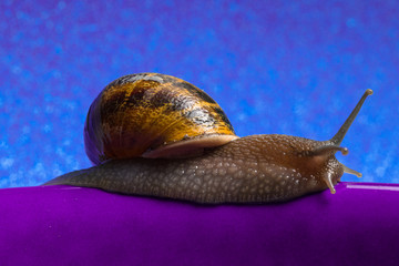 lumaca con sfondo glamour