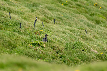 An Atlantic Puffin sits in the grass near it's nest after returning from the sea in Dyrholaey, Iceland.