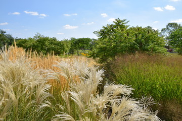Gartenbepflanzung aus Gr&auml;sern und Sumach