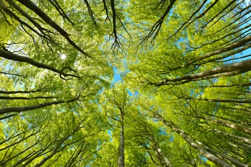 Foto op Plexiglas Lente Beukenbomen Bos van onderaf, vroege lente, frisgroen blad