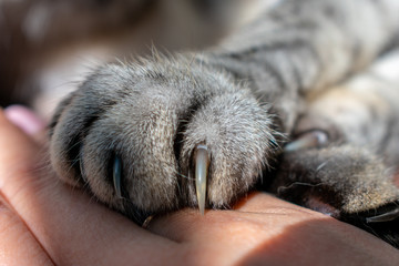 Striped cat's foot on the hand