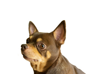 Chihuahua dog die cut on white background.