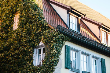 Exterior of a house in ivy. A plant for decorating or growing a plant on the wall of a house
