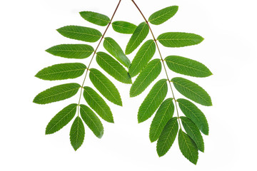 Green rowan tree leaves