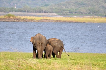 Naklejka na ściany i meble Asian Elephants in Sri Lanka