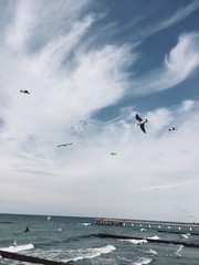 birds