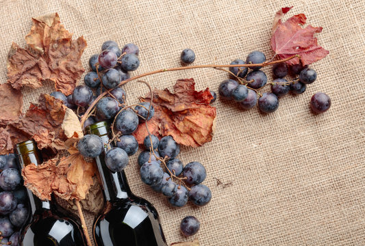 Red wine bottles and  grapes with dried up vine leaves.