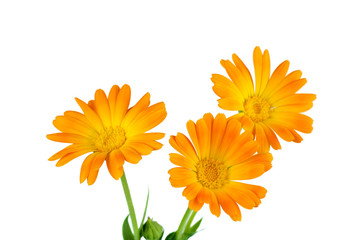 Calendula (Marigold) flowers
