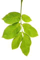 Fototapeta na wymiar Circassian walnut leaf isolated on white background