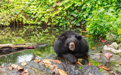 Asian Black Bear