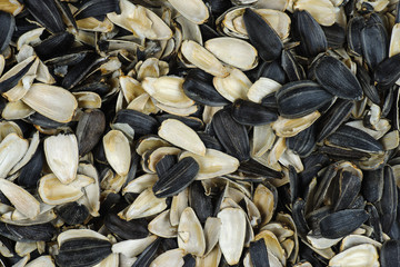 Sunflower seed shells