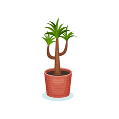 Dracaena house plant in flowerpot, element for decoration home interior vector Illustration on a white background