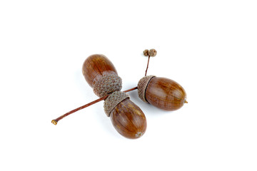 Dried acorns