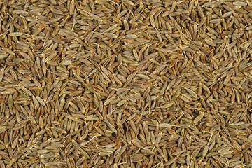 Jeera (cumin, cuminum cuminum) seeds