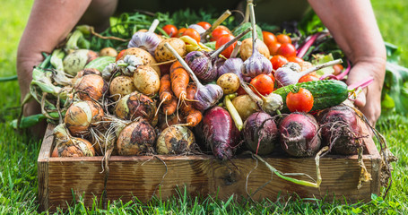 Gardener with fresh organic vegetables. Harvest of produce in the garden, organic farming concept