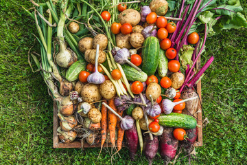 Fresh organic vegetables in the box. Farm vegetable harvest. - obrazy, fototapety, plakaty