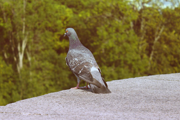 Pigeon on the background of trees on a summer day