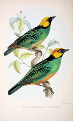 Illustration of birds.