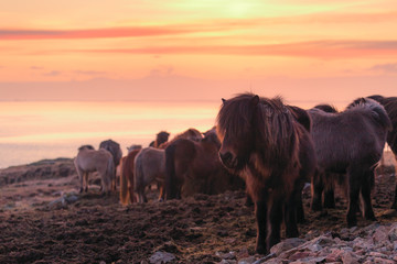 Obraz na płótnie Canvas Group of Icelandic horse during sunset ocean in background Iceland.