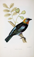 Illustration of birds.