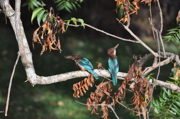 pair of kingfishers sri lanka